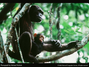 Картинка животные обезьяны