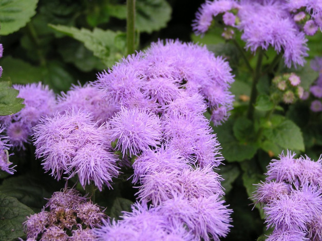 Обои картинки фото цветы, агератум