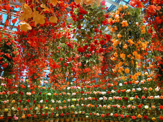 Обои картинки фото цветы, бегония