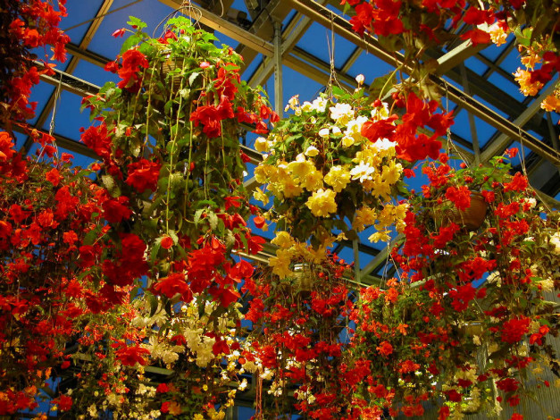 Обои картинки фото цветы, бегония