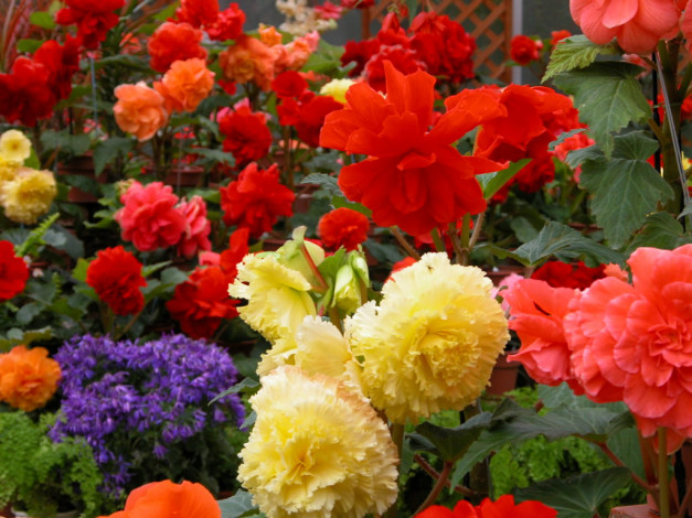 Обои картинки фото цветы, бегония