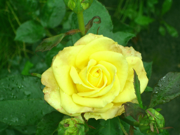 Обои картинки фото влад, цветы, розы