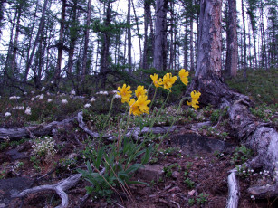 Картинка фото геологов амакинской грэ алроса цветы луговые полевые