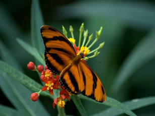 Картинка животные бабочки