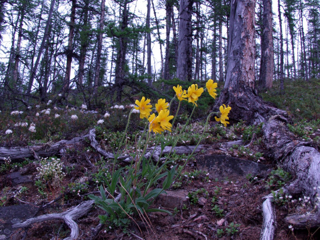 Обои картинки фото фото, геологов, амакинской, грэ, алроса, цветы, луговые, полевые
