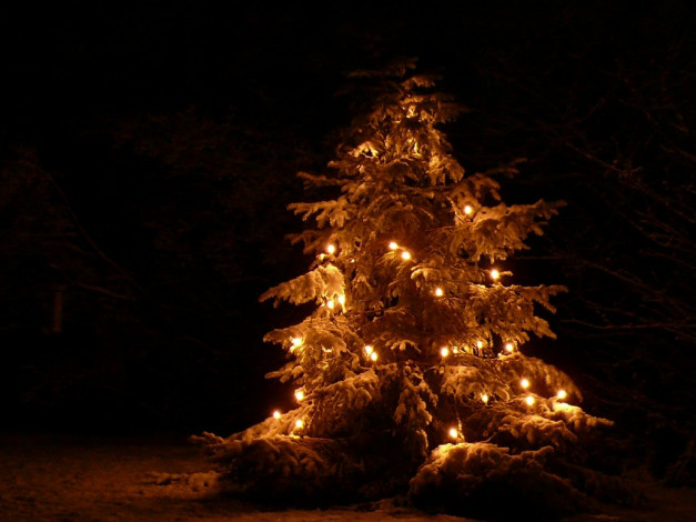 Обои картинки фото праздничные, Ёлки