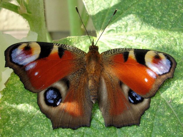 Обои картинки фото животные, бабочки