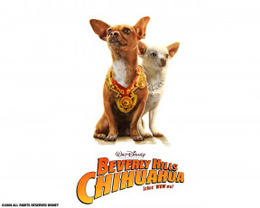 Картинка beverly hills chihuahua кино фильмы