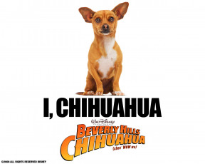 Картинка beverly hills chihuahua кино фильмы