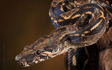 Картинка животные змеи питоны кобры