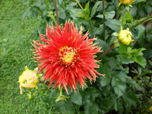 Картинка цветы георгины