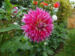 Картинка цветы георгины