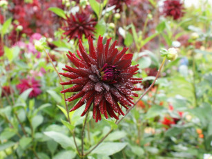 обоя цветы, георгины