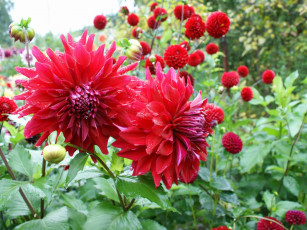 Картинка цветы георгины