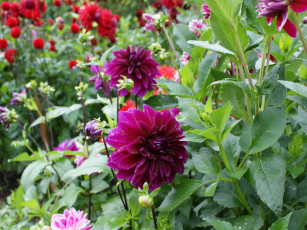 Картинка цветы георгины