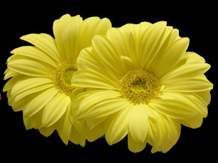 обоя цветы, герберы