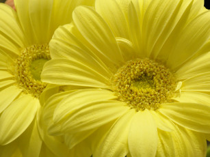 Картинка цветы герберы