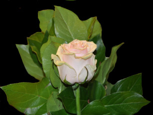 Картинка цветы розы