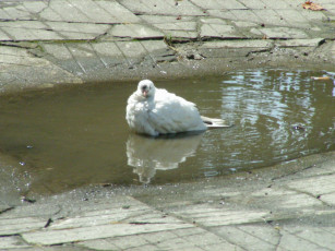 обоя голуби, животные