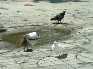 Картинка голуби животные