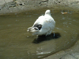 Картинка голуби животные