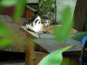 Картинка кот животные коты