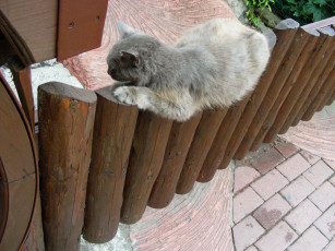 Картинка кот животные коты