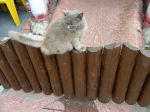 Картинка кот животные коты