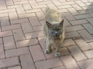 Картинка кот животные коты