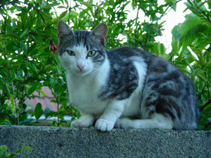 Картинка кот животные коты