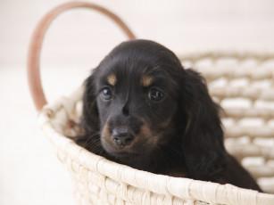 Картинка животные собаки