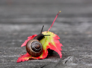 Картинка животные улитки