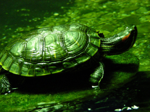Обои картинки фото Черепаха, животные, Черепахи
