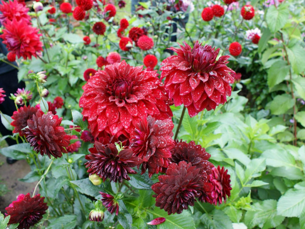 Обои картинки фото цветы, георгины