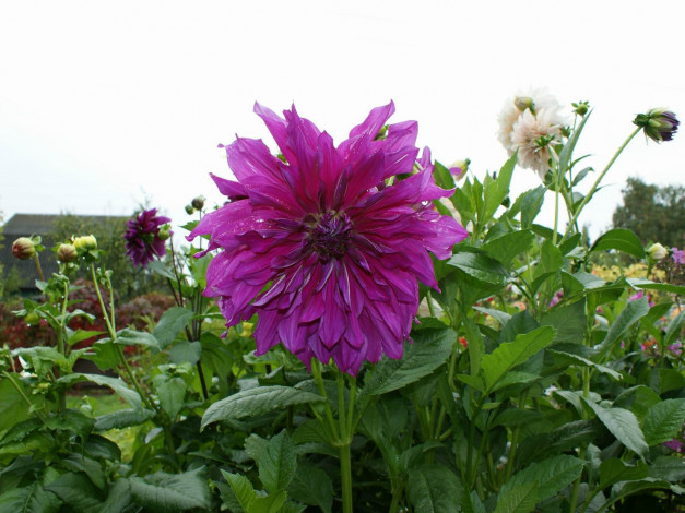 Обои картинки фото цветы, георгины