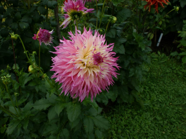 Обои картинки фото цветы, георгины