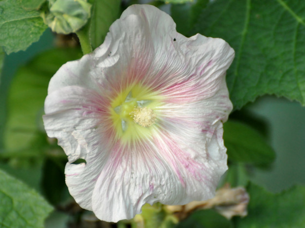 Обои картинки фото цветы, мальвы