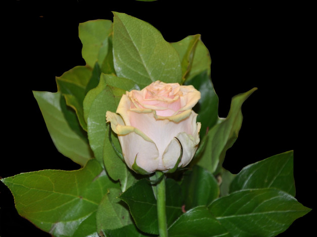 Обои картинки фото цветы, розы