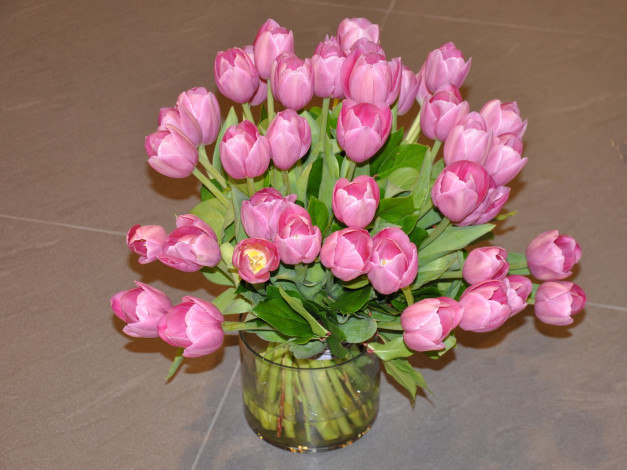 Обои картинки фото цветы, тюльпаны