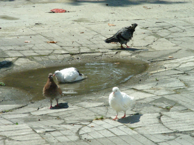 Обои картинки фото голуби, животные