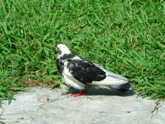 Обои картинки фото голуби, животные