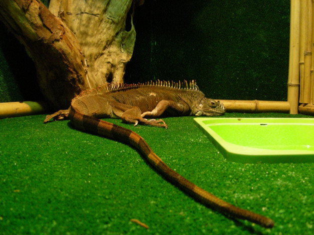 Обои картинки фото игуана, животные, Ящерицы, игуаны, вараны