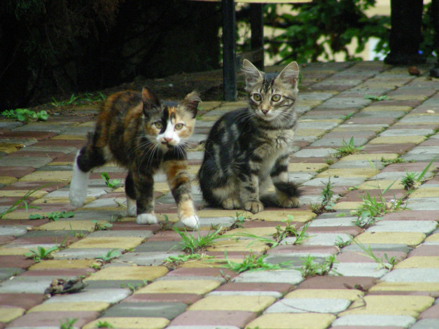 Обои картинки фото кот, животные, коты