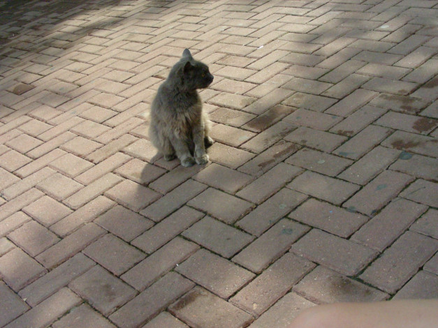 Обои картинки фото кот, животные, коты