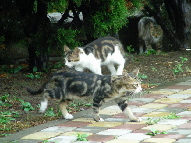 Обои картинки фото кот, животные, коты