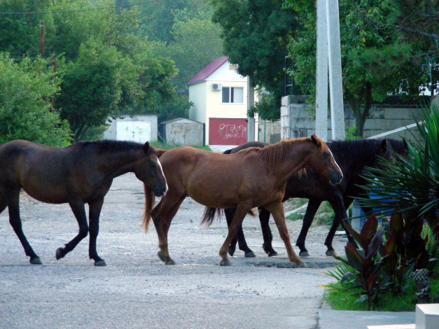Обои картинки фото лошади, животные