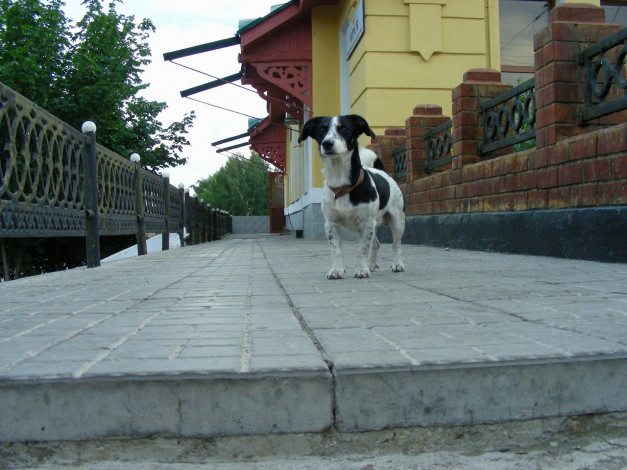 Обои картинки фото собака, животные, собаки