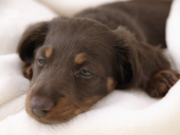 Обои картинки фото животные, собаки