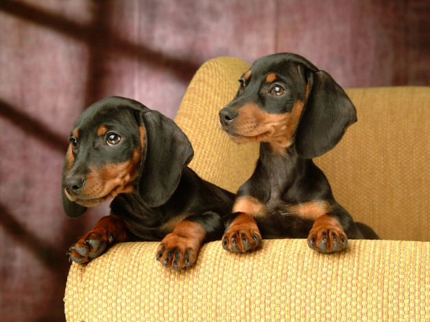 Обои картинки фото животные, собаки