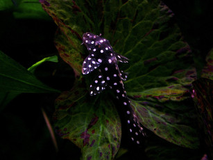 Картинка животные рыбы